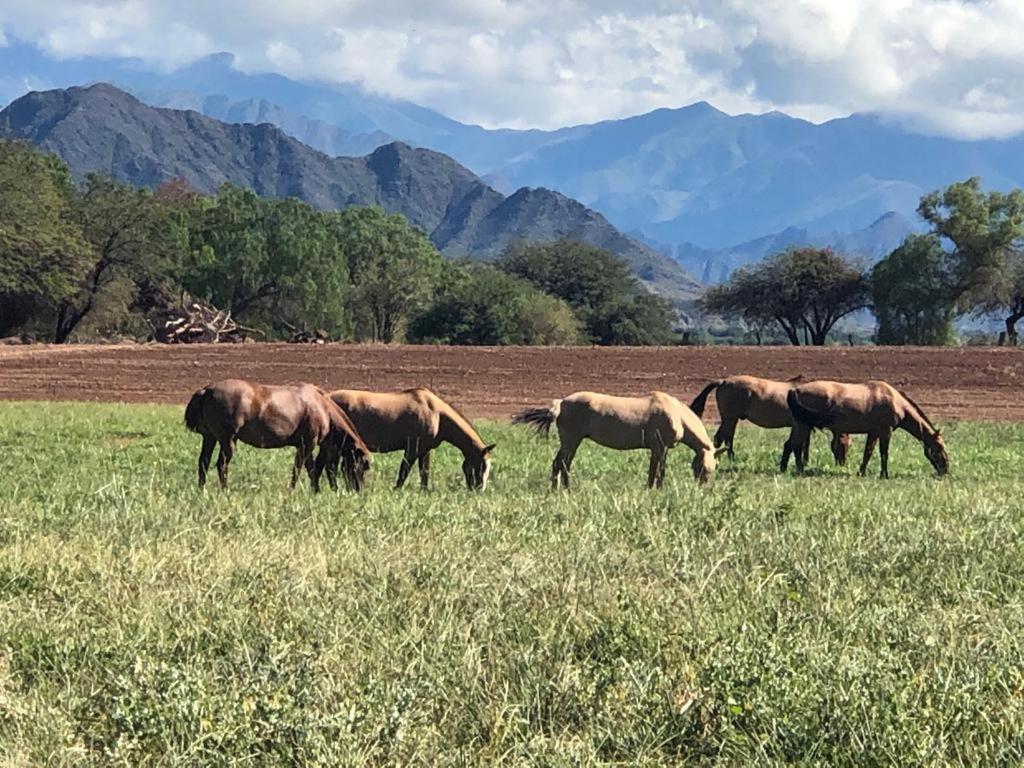 Estancia Banda Grande - Horse & Hiking Safaris Молинос Екстериор снимка